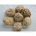 Dried Shiitake,Sawtooth oak,Black forest mushroom,Black mushroom,Golden oak mushroom,Oakwood,Lentinus edodes,Lentinula edodes